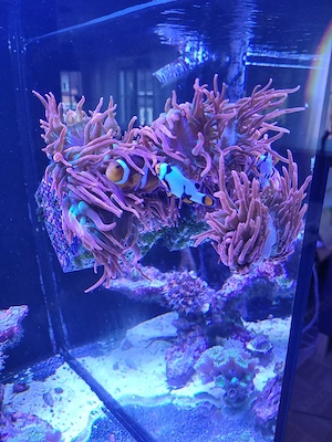 Entacmaea Quadricolor sunburst, Anemone
