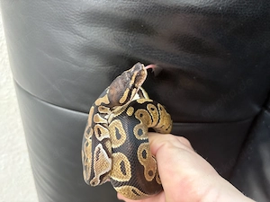 Königspython aus eigener Zucht, Jungtier, Python regius, Ballpython Bild 2
