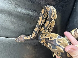 Königspython aus eigener Zucht, Jungtier, Python regius, Ballpython Bild 3