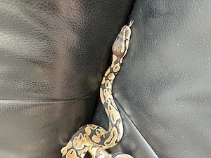 Königspython aus eigener Zucht, Jungtier, Python regius, Ballpython Bild 4
