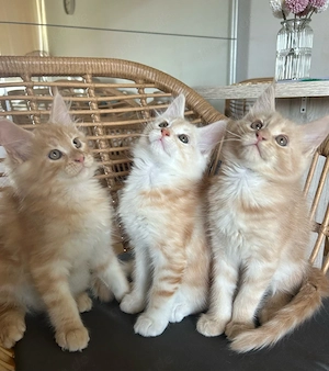 Maine Coon Kater