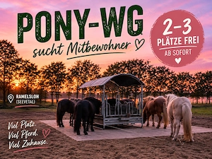 Offenstallplatz für Island-Wallach | Pony-WG in Seevetal