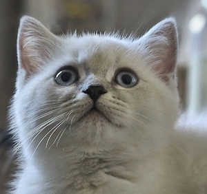 Wunderschöne BKH Kitten (Britisch Kurzhaar)