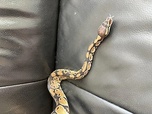 Königspython aus eigener Zucht, Jungtier, Python regius, Ballpython Bild 5