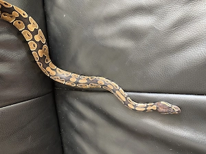 Königspython aus eigener Zucht, Jungtier, Python regius, Ballpython Bild 6