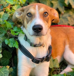 IVY - liebes Hundemädchen (wartet in Rumänien)