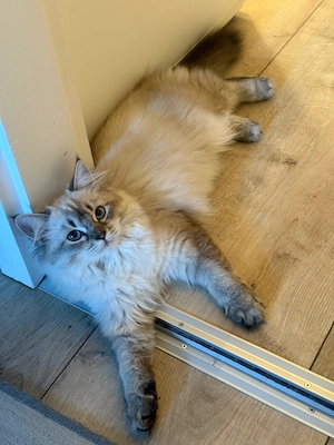 Wunderschöne Britisch Langhaar Kitten abzugeben - Abholung Bild 5