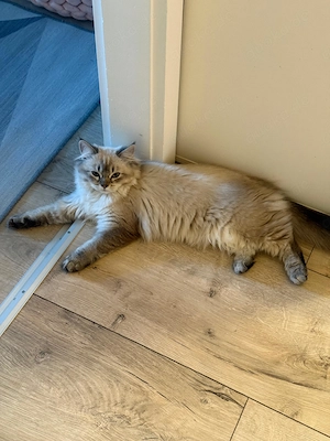 Wunderschöne Britisch Langhaar Kitten abzugeben - Abholung Bild 4