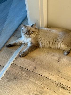 Wunderschöne Britisch Langhaar Kitten abzugeben - Abholung Bild 7