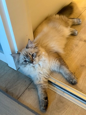 Wunderschöne Britisch Langhaar Kitten abzugeben - Abholung Bild 3
