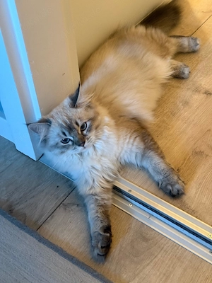 Wunderschöne Britisch Langhaar Kitten abzugeben - Abholung Bild 2