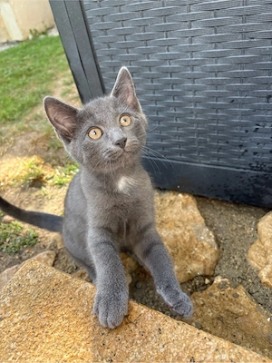 Babay Katzen 
