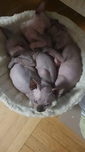 sphynx kitten 