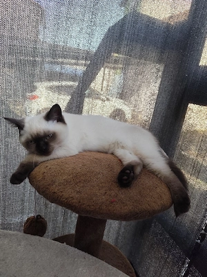 BKH-Katze in der Farbe Blue Point (mit weißen Abzeichen) Abgabe bereit. 
