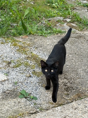Kätzchen  Kater