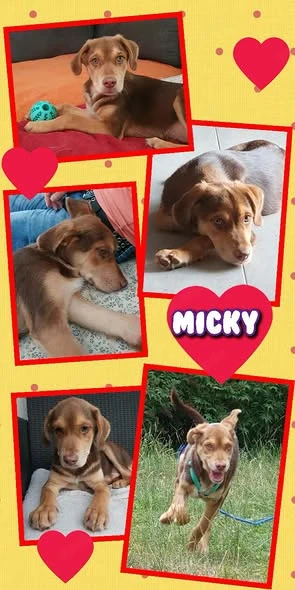 lieber, katzenverträglicher, bildhübscher Welpenjunge "Micky" sucht ein Zuhause