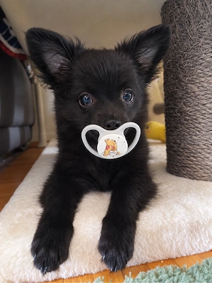 Pomchi zwerg sucht Kuschelplatz