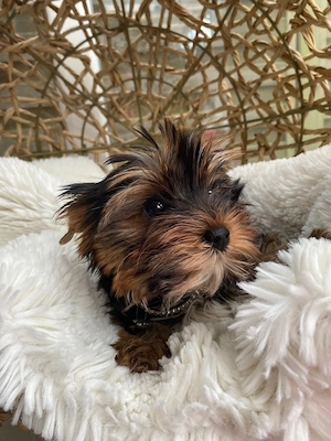 1 Mädchen und 2 Jungs Yorkshire Terrier Babys zu verkaufen