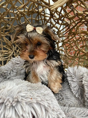 1 Mädchen und 2 Jungs Yorkshire Terrier Babys zu verkaufen
