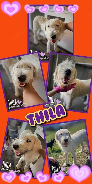 junge, liebe, wunderschöne Traumhündin "Thila" sucht ein liebevolles Zuhause
