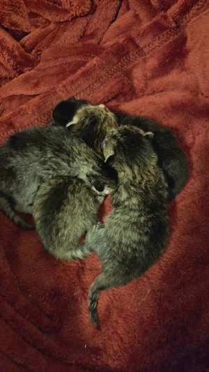 Unsere süßen Katzenbabys suchen ein liebevolles und verantwortungsvolles Zuhause. 