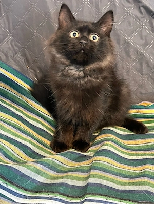 Sibirischer Kater