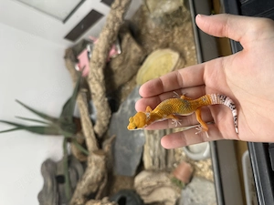 3.0 Leopardengecko Mandarin Tangerine Cross Bild 3