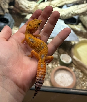 3.0 Leopardengecko Mandarin Tangerine Cross Bild 2