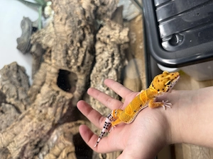 3.0 Leopardengecko Mandarin Tangerine Cross