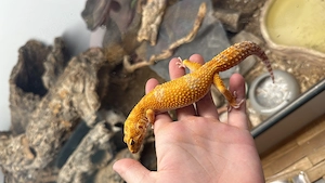 3.0 Leopardengecko Mandarin Tangerine Cross Bild 4