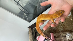 3.0 Leopardengecko Mandarin Tangerine Cross Bild 5
