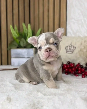 Niedliche  FRANZÖSISCHE Bulldoggen-WELPEN Zu Verkaufen