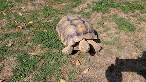 Spornschildkröte (Sulcata)