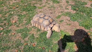 Spornschildkröte (Sulcata)
