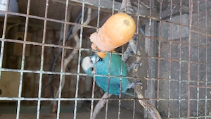 Ziegensittiche