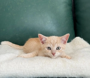 BKH Mix Kitten 