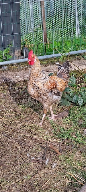 schöner Hahn abzugeben 