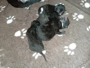 Kitten suchen ihr für immer zuhause.