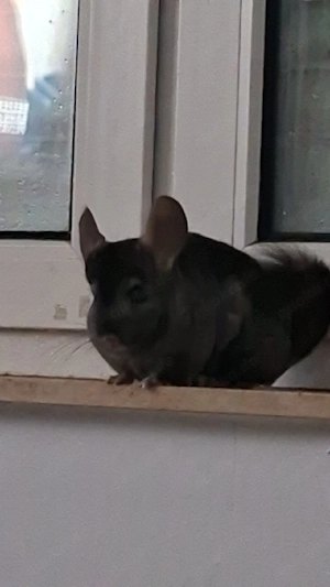 2 chinchilla männchen