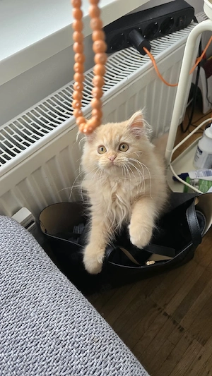 Süße Perserkater suchen ein liebevolles Zuhause 