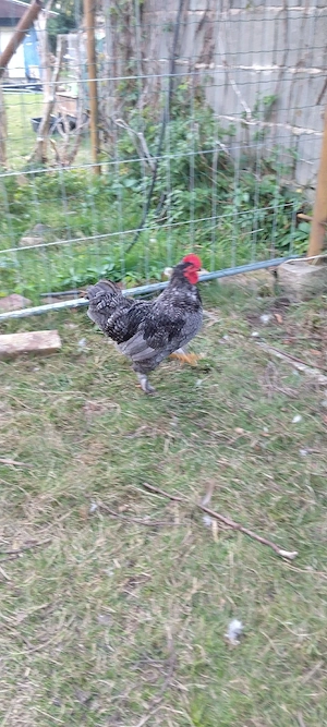 schöner Hahn abzugeben 