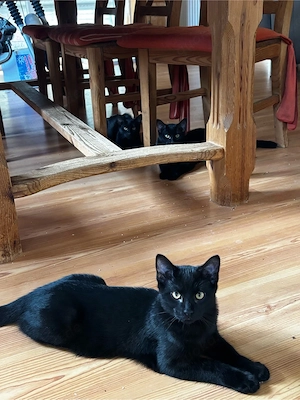 Hi! Drei Kleine Schwarze Pfoten suchen ein Zuhause!