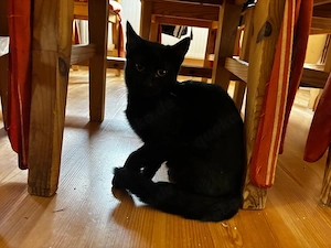 Hi! Ich bin eine kleine schwarze dame die noch ihr zuhause sucht!