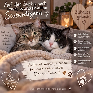 2 Stubentiger gesucht   