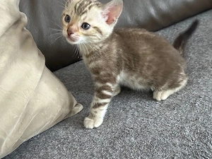 Tolles Bengal kitten Snow Marbled Mädchen 12 Wochen 