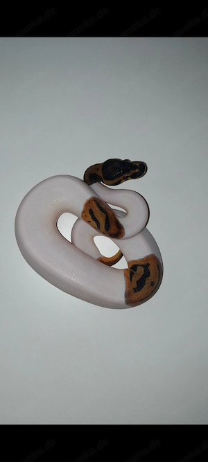 Königspython Leopard Axanthic (TSK) Clown Pied 