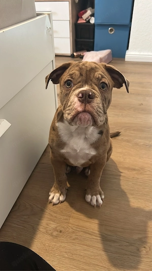 Verkaufe Old English Bulldog welpen mit ahnentafel