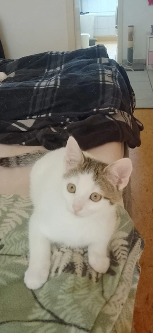 3 hübsche baby katzen 2 junge 1 mädchen 