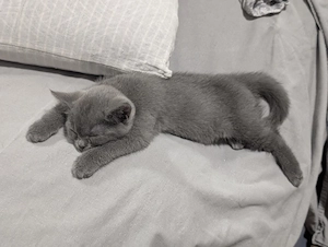 Britisch Kurzhaar kitten 