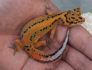 Leopardgeckos Weibchen 2026 Firebold,Bold Stripe Bandit